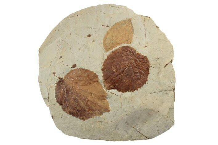 Three Fossil Leaves (Celtis & Davidia) - Montana #188668